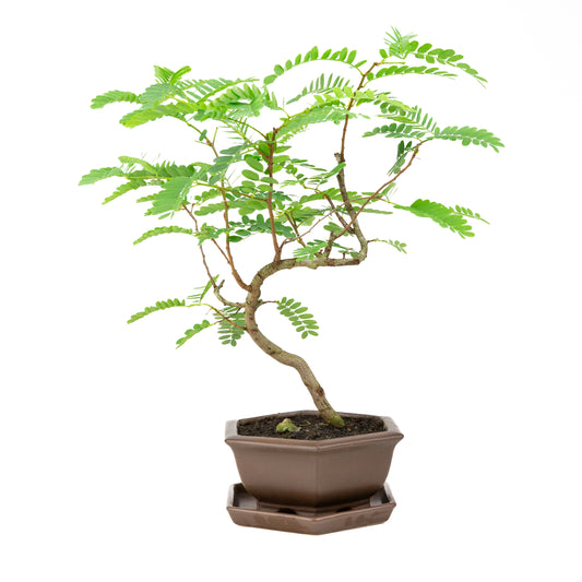 Phyllanthus buxifolius Bonsai in bruine pot 22cm, hoogte ~51cm