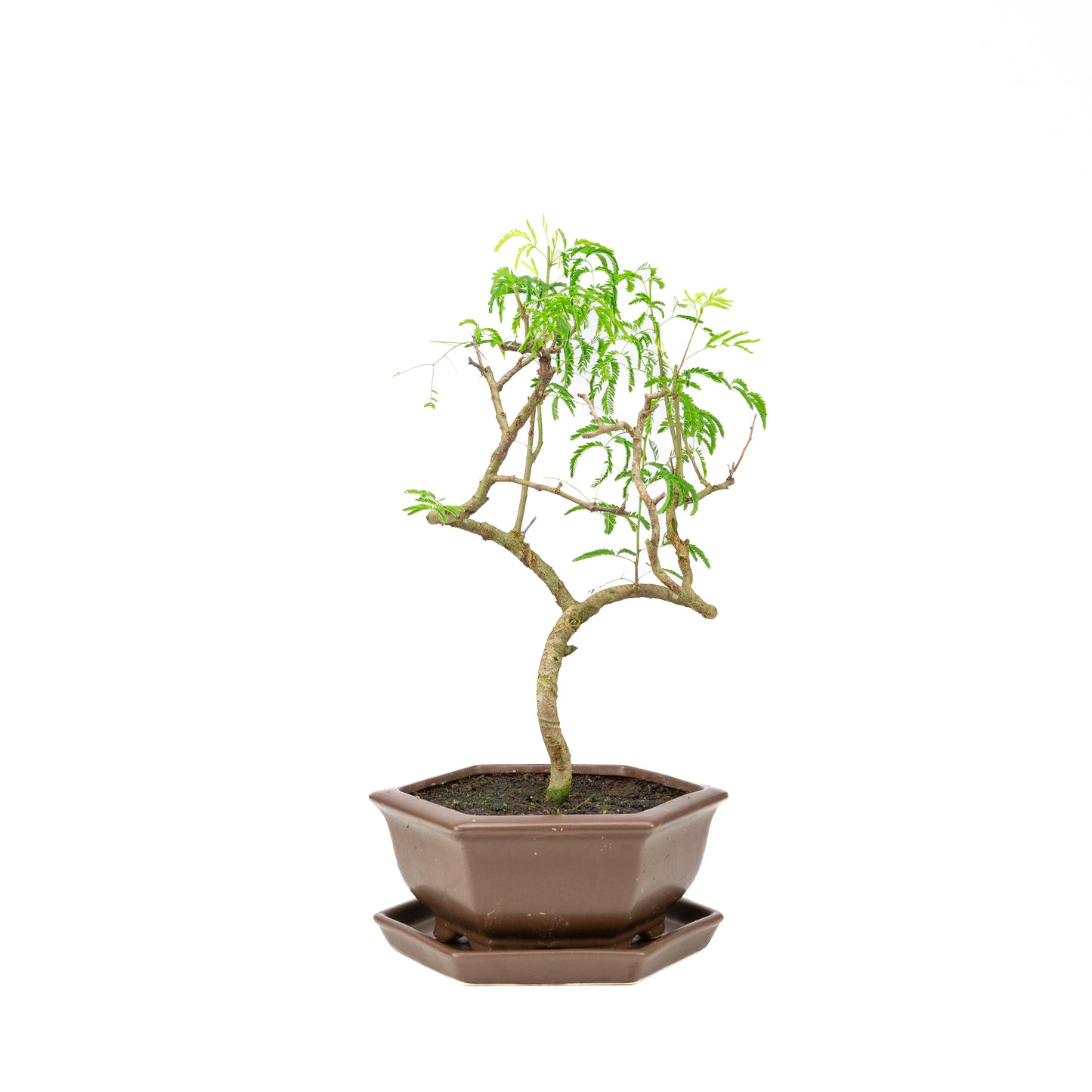 Vachellia Bonsai in bruine pot 22cm, hoogte ~43cm