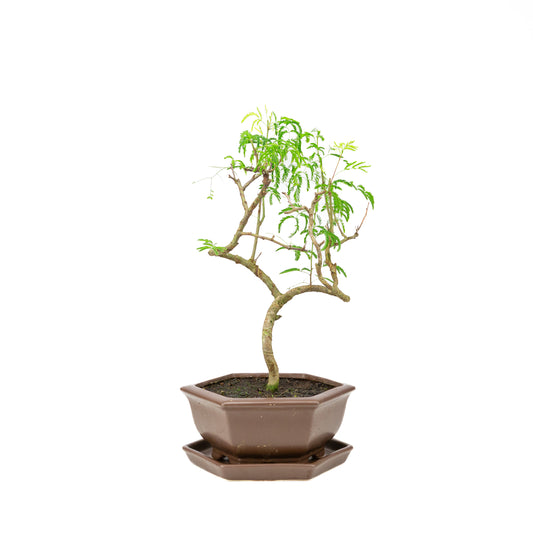 Vachellia Bonsai in bruine pot 22cm, hoogte ~43cm