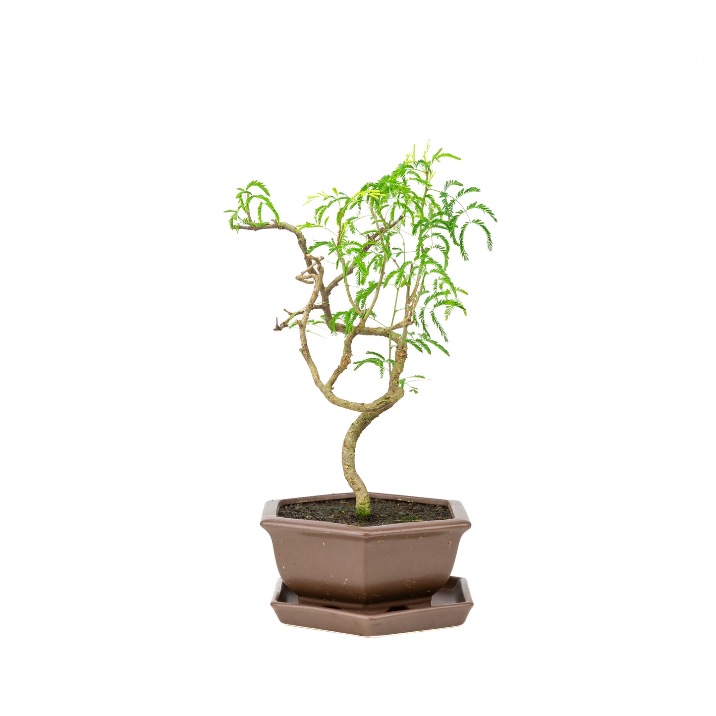 Vachellia Bonsai in bruine pot 22cm, hoogte ~43cm