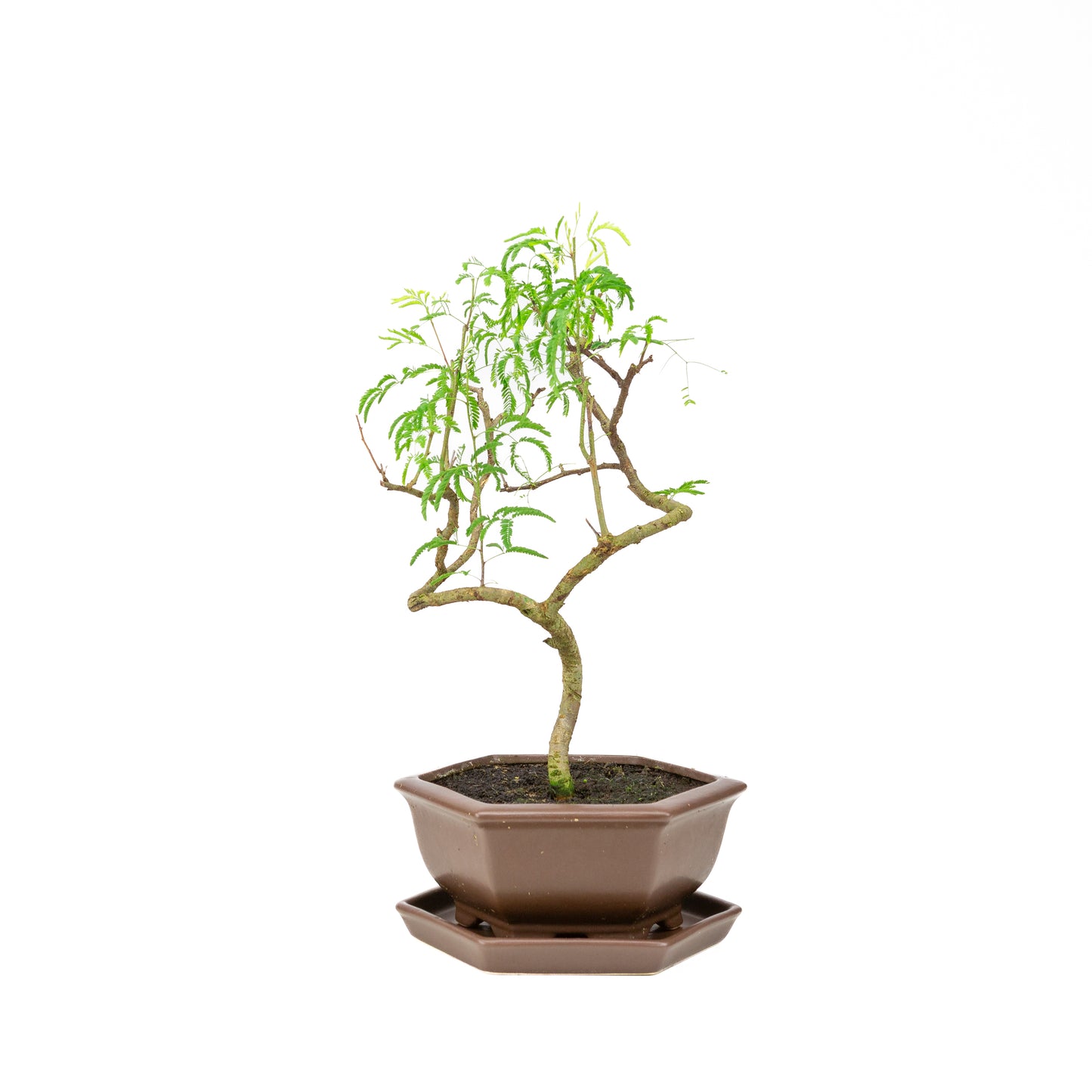 Vachellia Bonsai in bruine pot 22cm, hoogte ~43cm