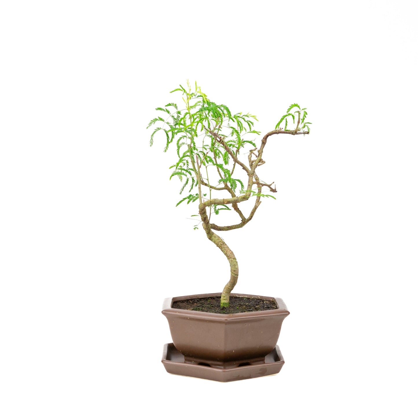 Vachellia Bonsai in bruine pot 22cm, hoogte ~43cm