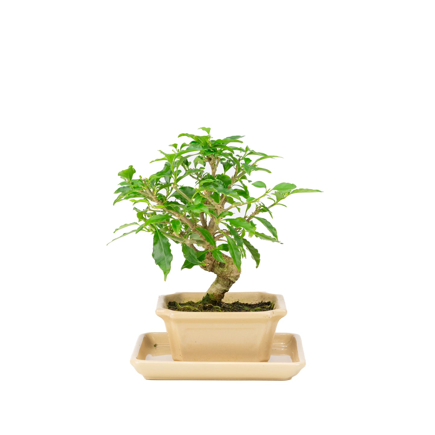 Bougainvillea glabra Bonsai in creme pot 14cm, hoogte ~24cm