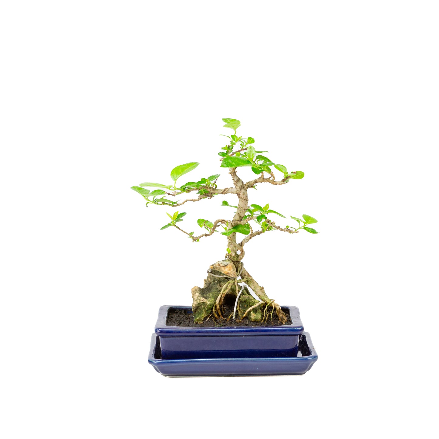 Premna Bonsai in blauwe pot 16cm, hoogte ~25cm