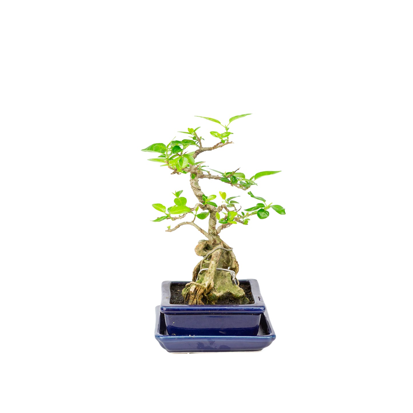 Premna Bonsai in blauwe pot 16cm, hoogte ~25cm