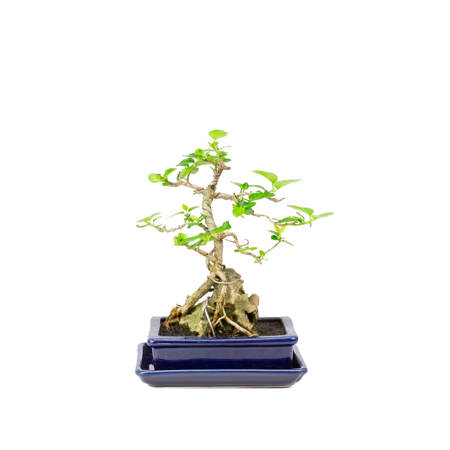 Premna Bonsai in blauwe pot 16cm, hoogte ~25cm