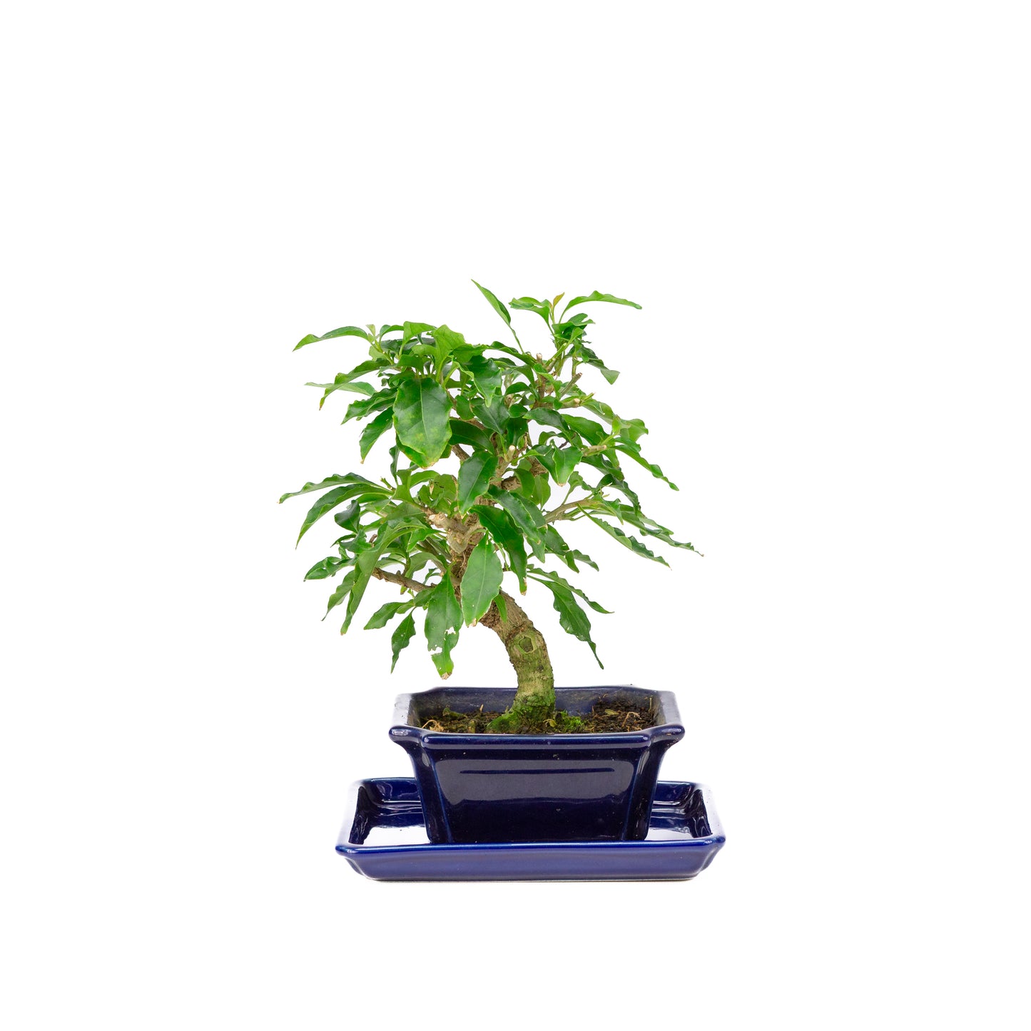 Bougainvillea glabra Bonsai in bruine pot 13cm, hoogte ~24cm