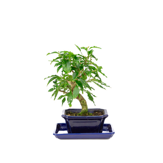 Bougainvillea glabra Bonsai in bruine pot 13cm, hoogte ~24cm