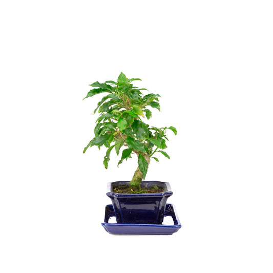 Bougainvillea glabra Bonsai in bruine pot 13cm, hoogte ~24cm