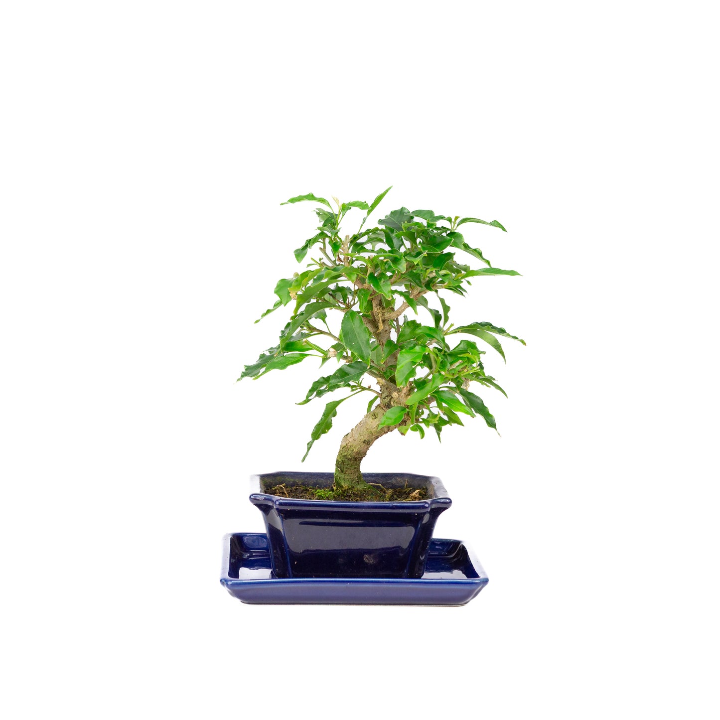 Bougainvillea glabra Bonsai in bruine pot 13cm, hoogte ~24cm