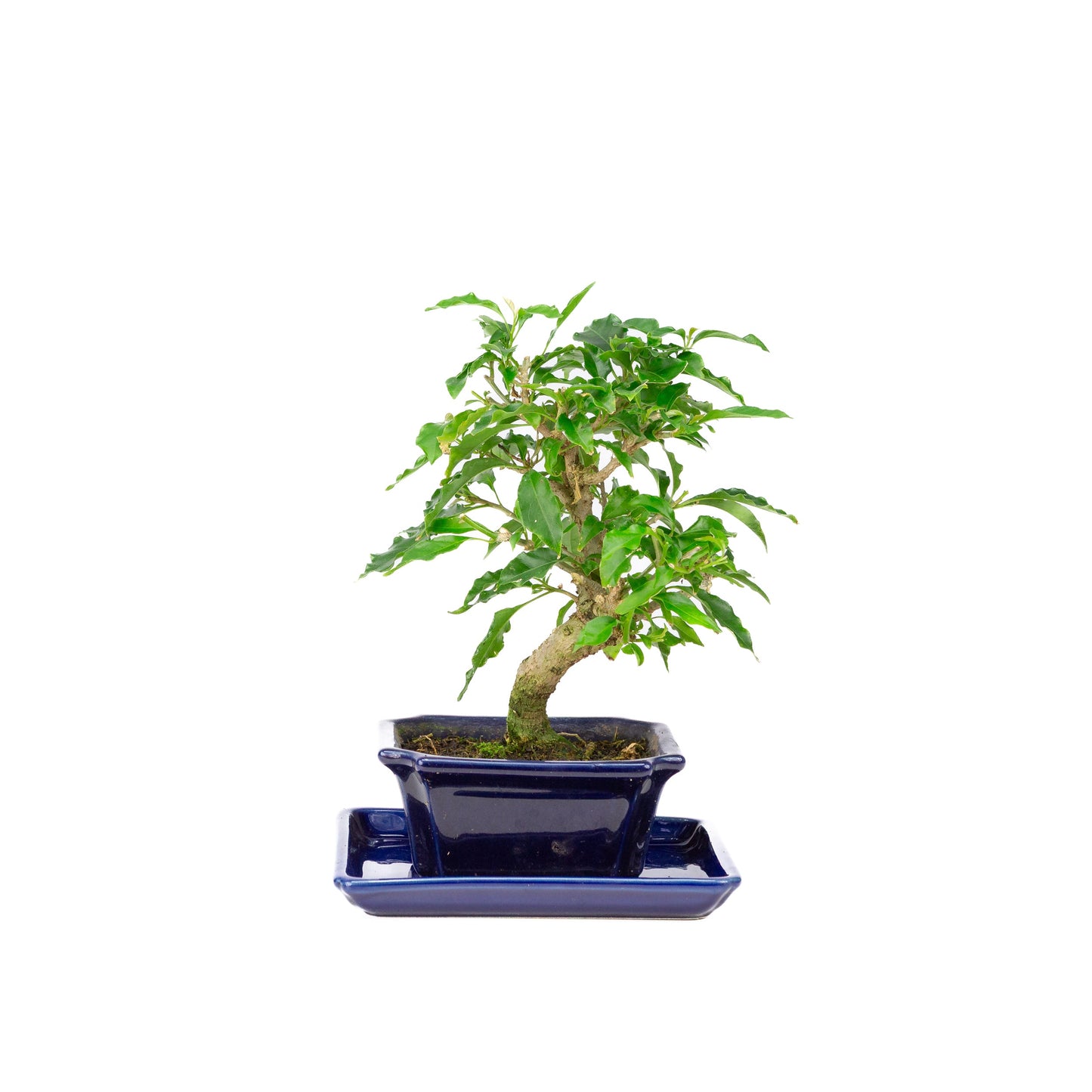 Bougainvillea glabra Bonsai in bruine pot 13cm, hoogte ~24cm