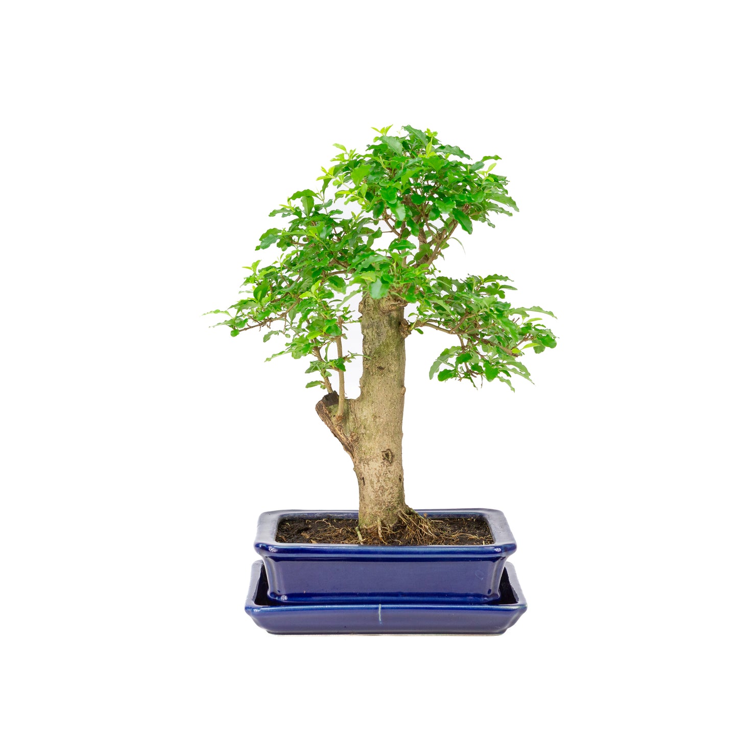 Ligustrum ovalifolium Bonsai in blauwe pot 16cm, hoogte ~31cm