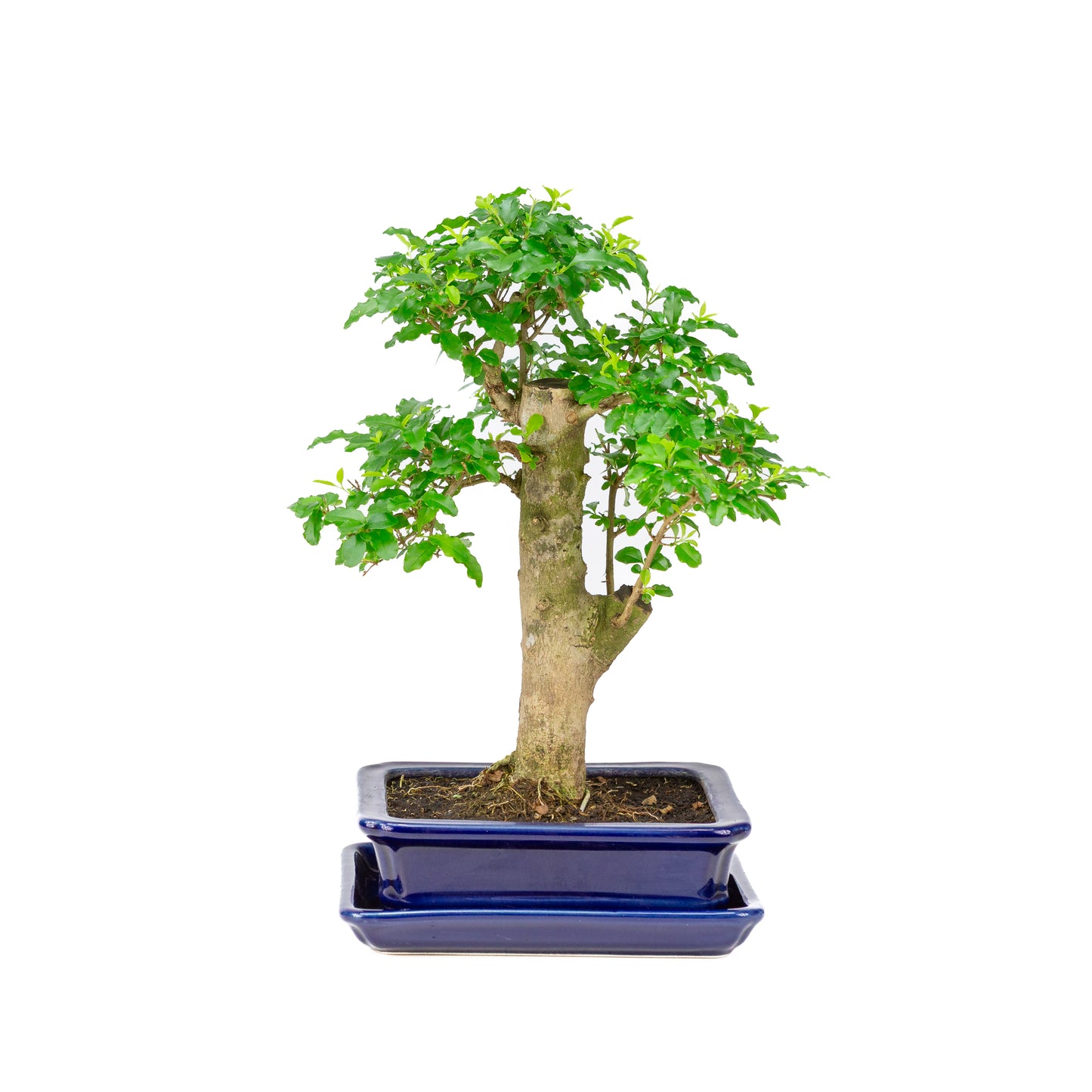 Ligustrum ovalifolium Bonsai in blauwe pot 16cm, hoogte ~31cm