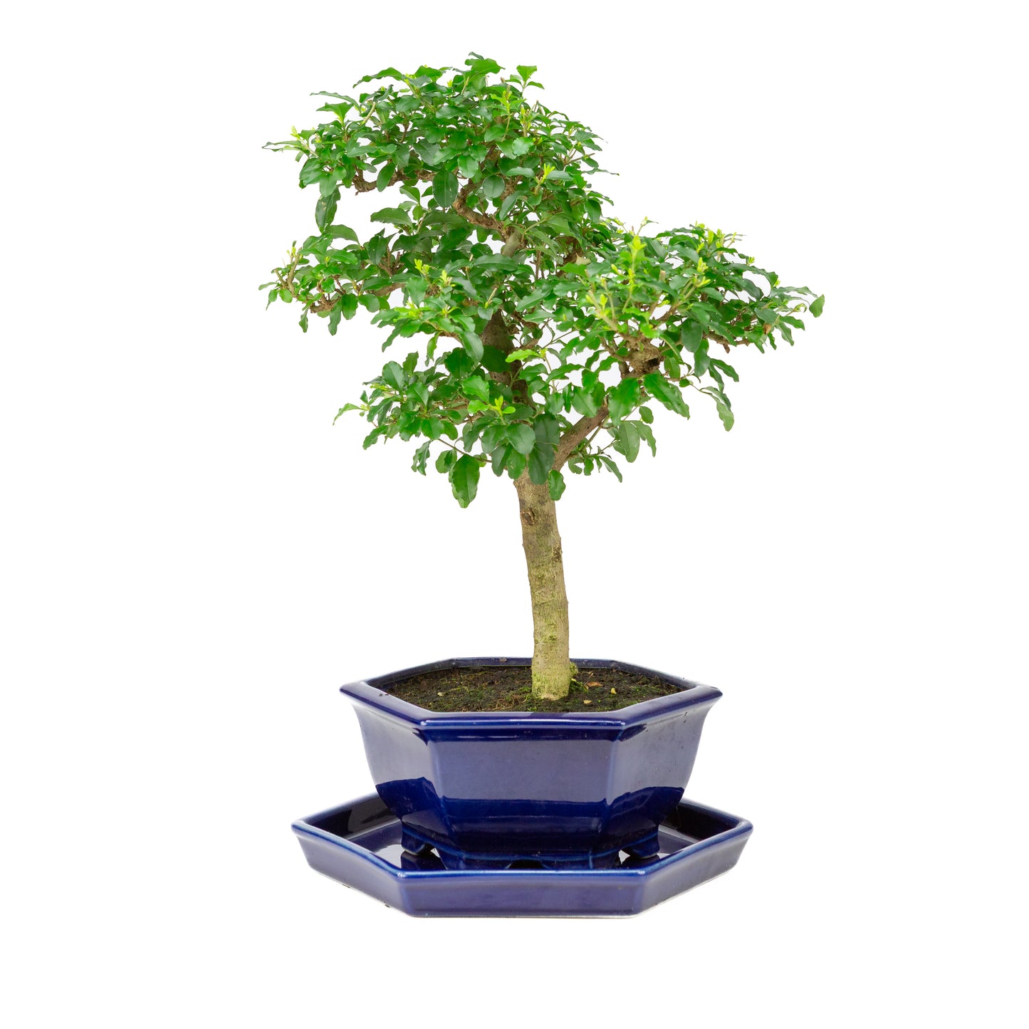 Ligustrum ovalifolium Bonsai in blauwe pot 18cm, hoogte ~37cm