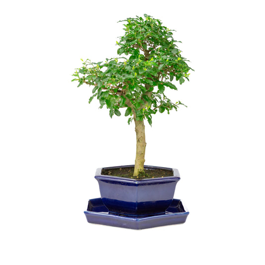 Ligustrum ovalifolium Bonsai in blauwe pot 18cm, hoogte ~37cm