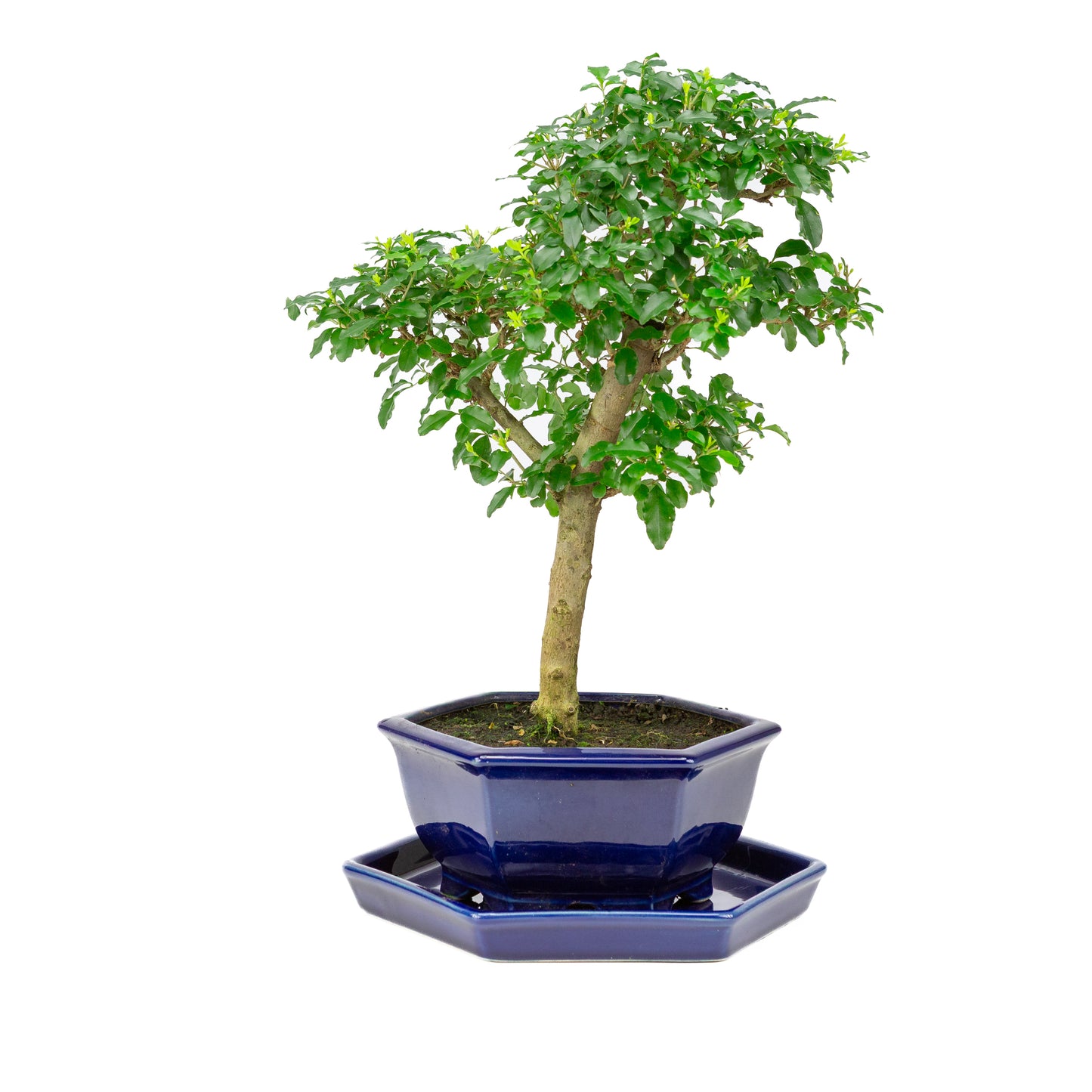 Ligustrum ovalifolium Bonsai in blauwe pot 18cm, hoogte ~37cm