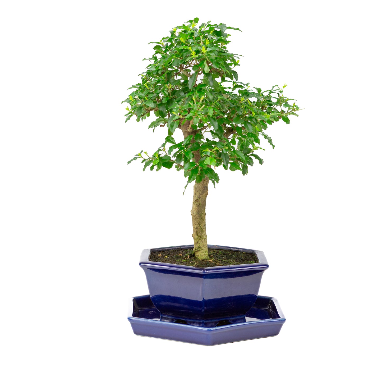 Ligustrum ovalifolium Bonsai in blauwe pot 18cm, hoogte ~37cm