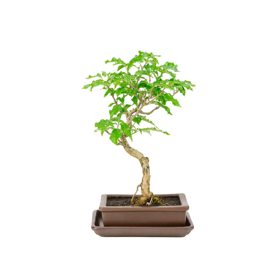 Bougainvillea glabra Bonsai in bruine pot 15cm, hoogte ~31cm