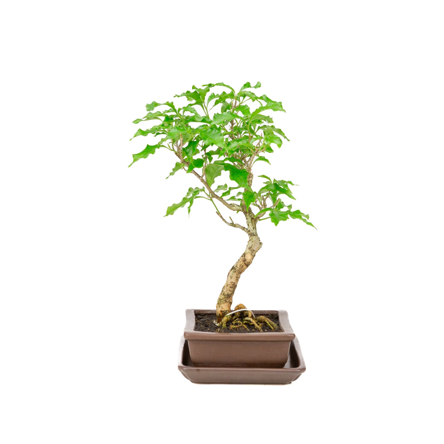 Bougainvillea glabra Bonsai in bruine pot 15cm, hoogte ~31cm