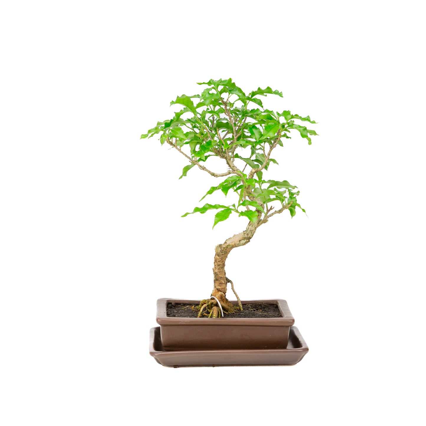 Bougainvillea glabra Bonsai in bruine pot 15cm, hoogte ~31cm