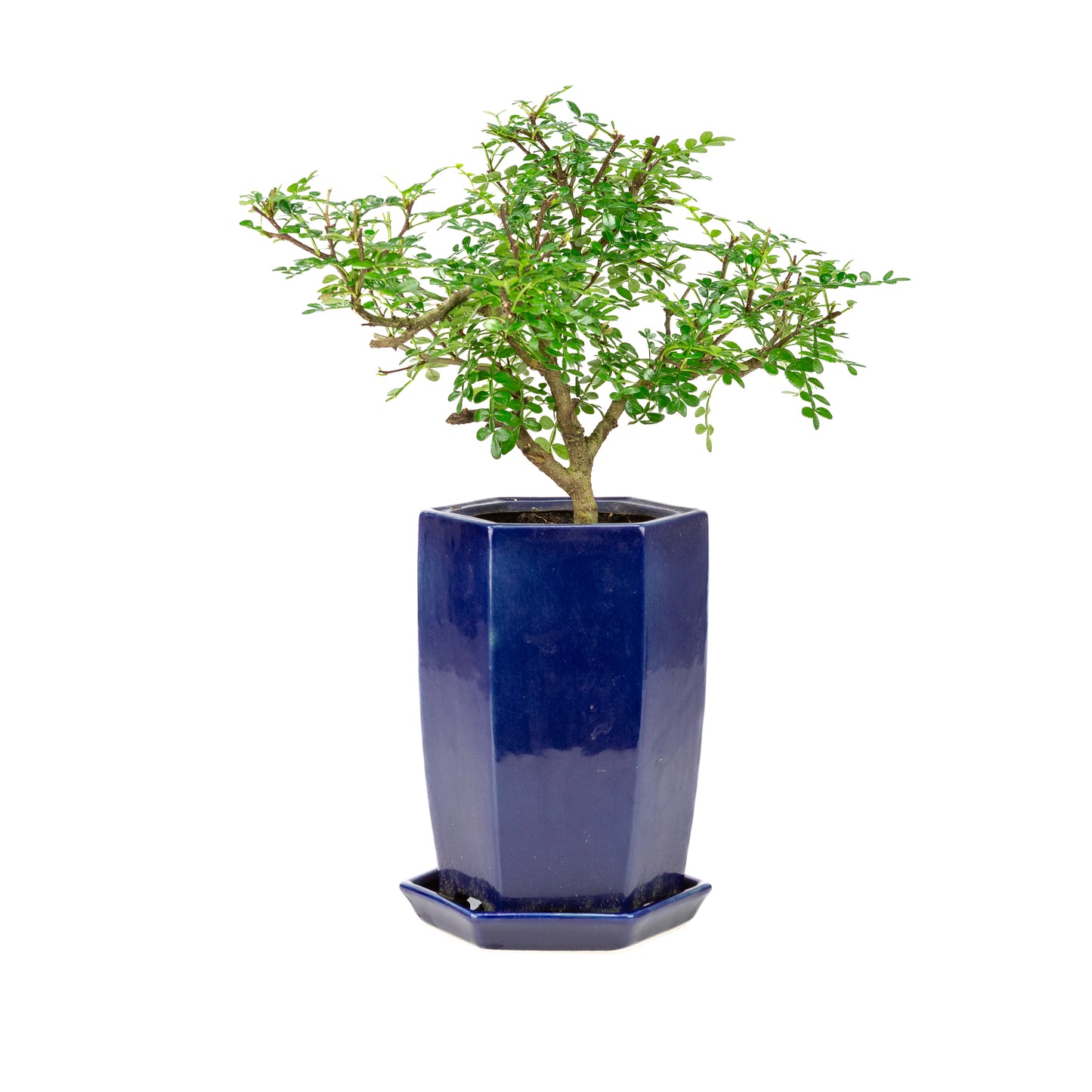 Zanthoxylum piperitium cascade Bonsai in blauwe pot 13cm, hoogte ~38cm