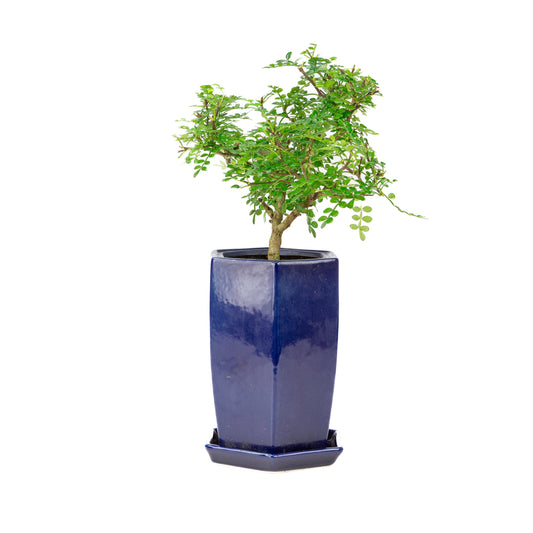 Zanthoxylum piperitium cascade Bonsai in blauwe pot 13cm, hoogte ~38cm