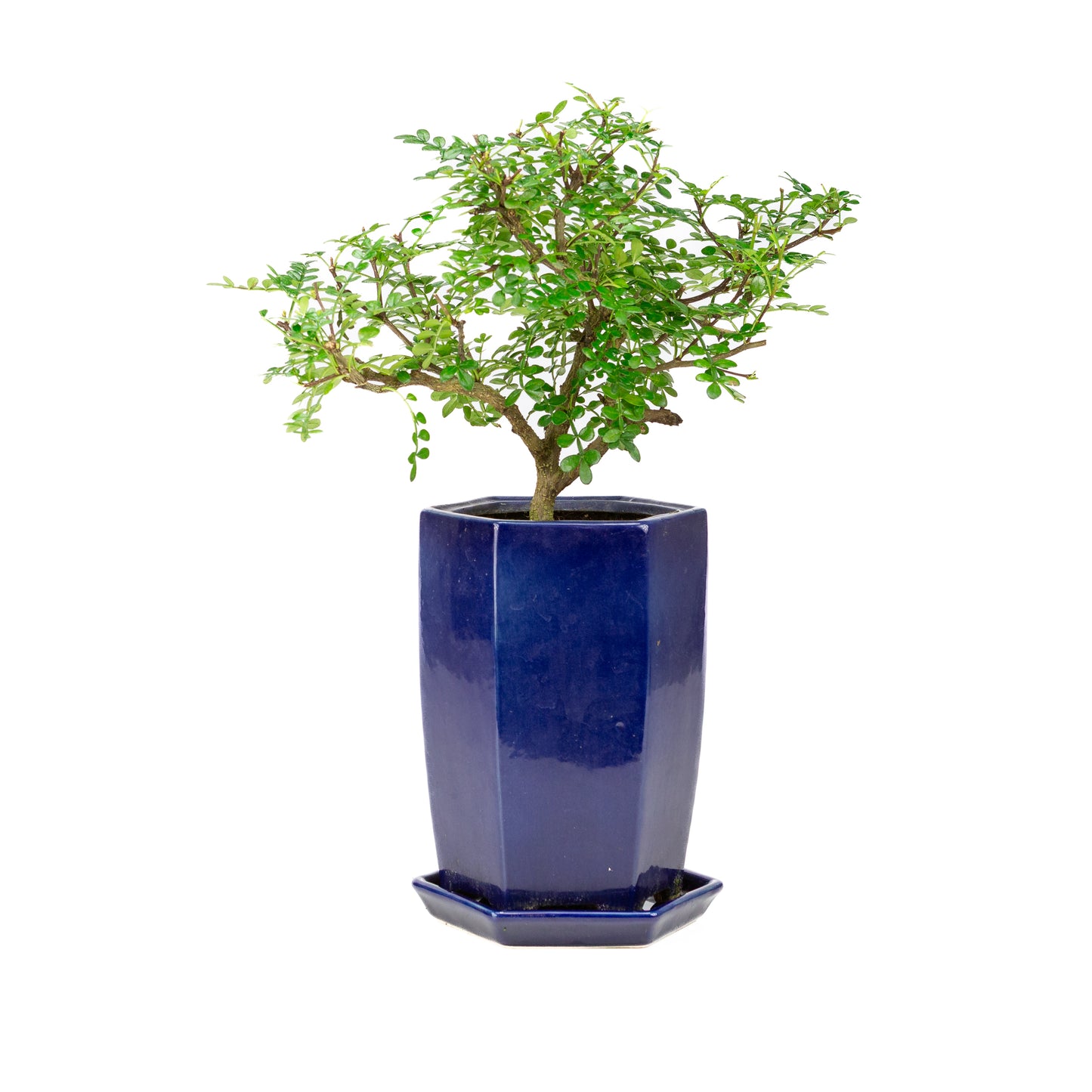 Zanthoxylum piperitium cascade Bonsai in blauwe pot 13cm, hoogte ~38cm