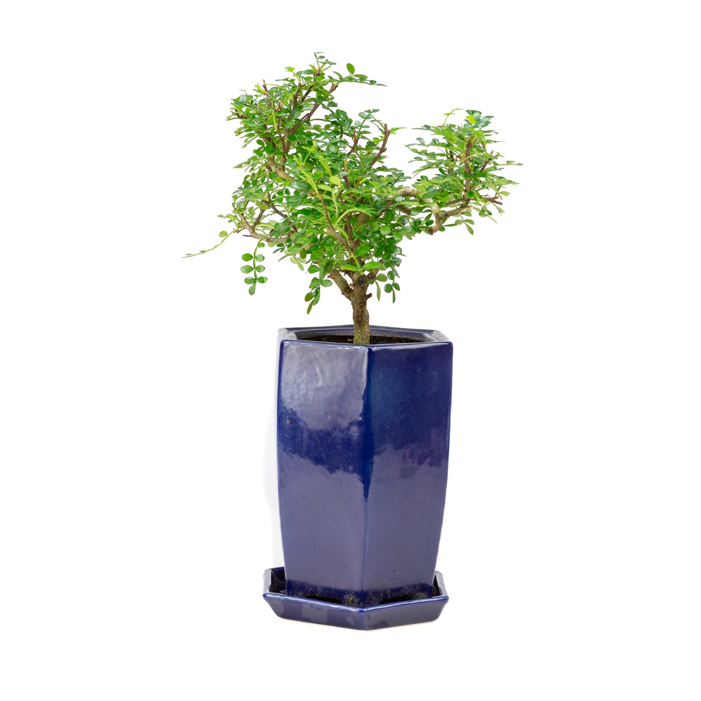 Zanthoxylum piperitium cascade Bonsai in blauwe pot 13cm, hoogte ~38cm
