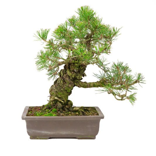 Pinus thunbergii ongeglazuurde pot 28cm, hoogte ~44cm