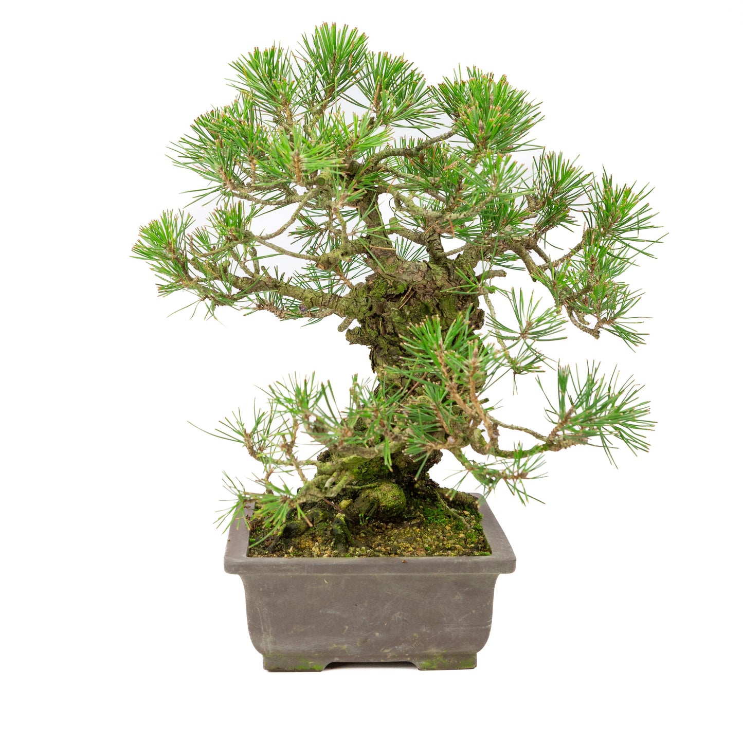 Pinus Thunbergii (Japanse zwarte den), hoogte ~44cm