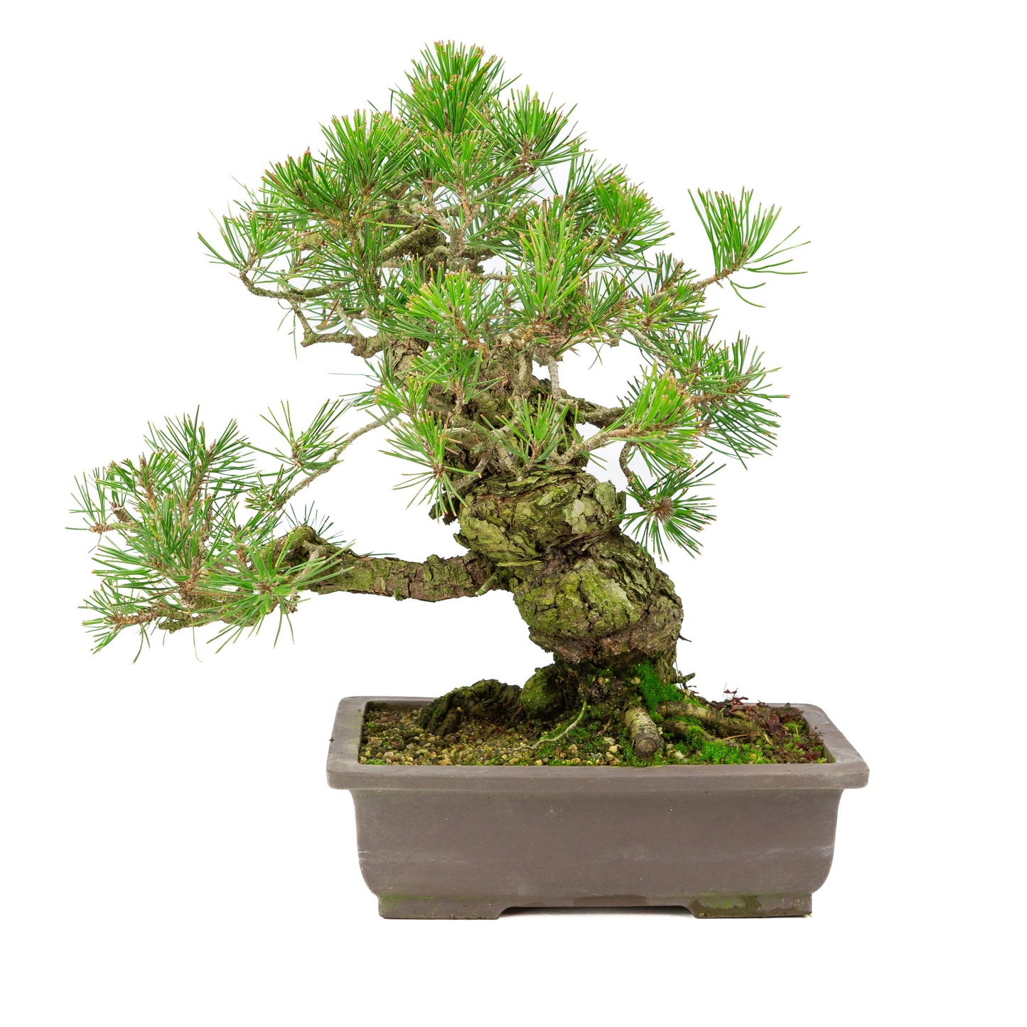Pinus Thunbergii Japanse Zwarte Den Hoogte 44cm Bonsai Shop pinus-thunbergii-japanse-zwarte-den-hoogte-44cm-bonsai-shop