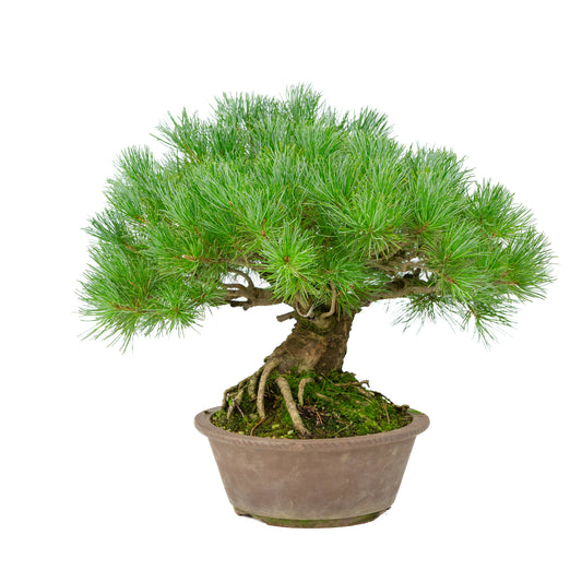 Pinus parviflora ongeglazuurde ronde pot 21cm, hoogte ~38cm