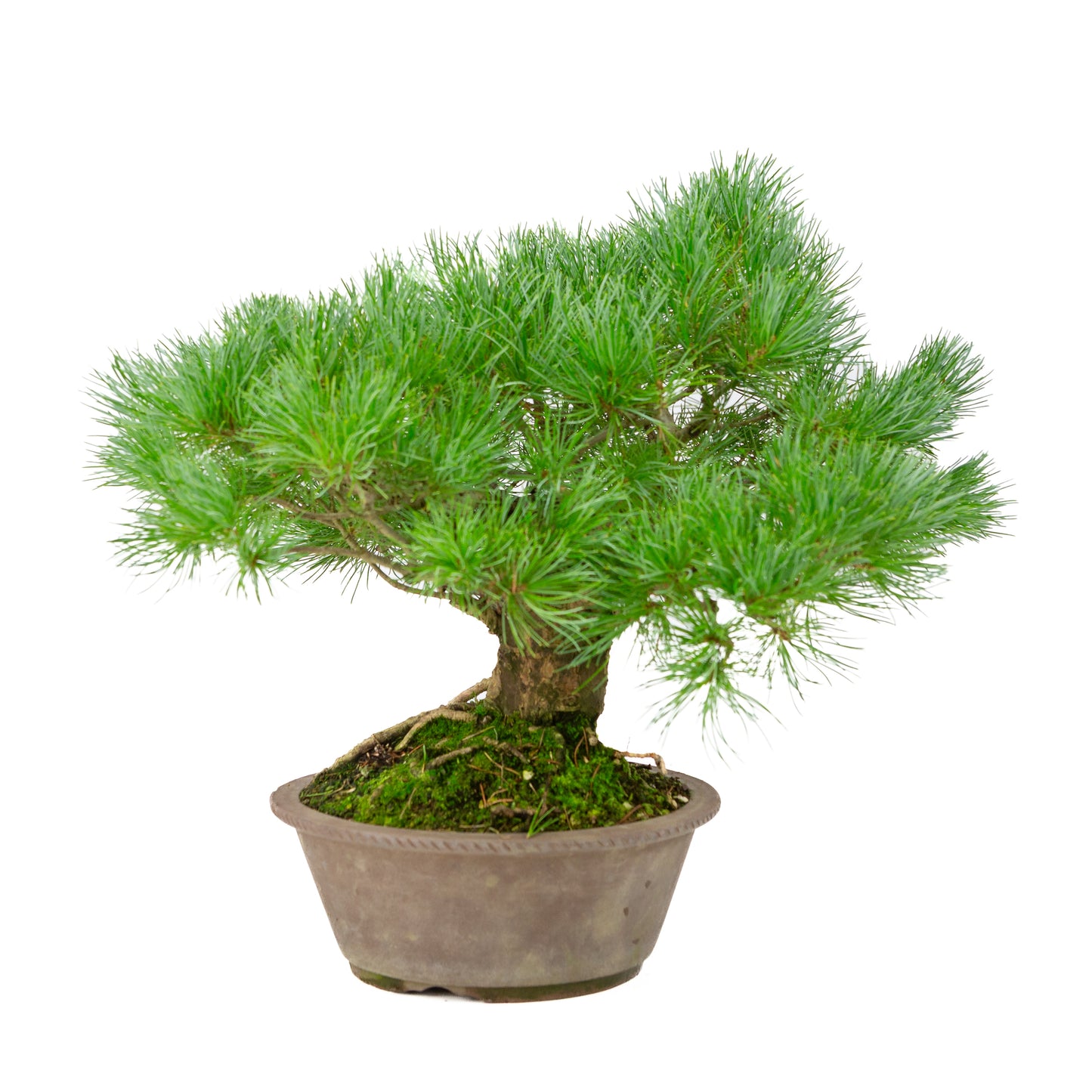 Pinus parviflora ongeglazuurde ronde pot 21cm, hoogte ~38cm