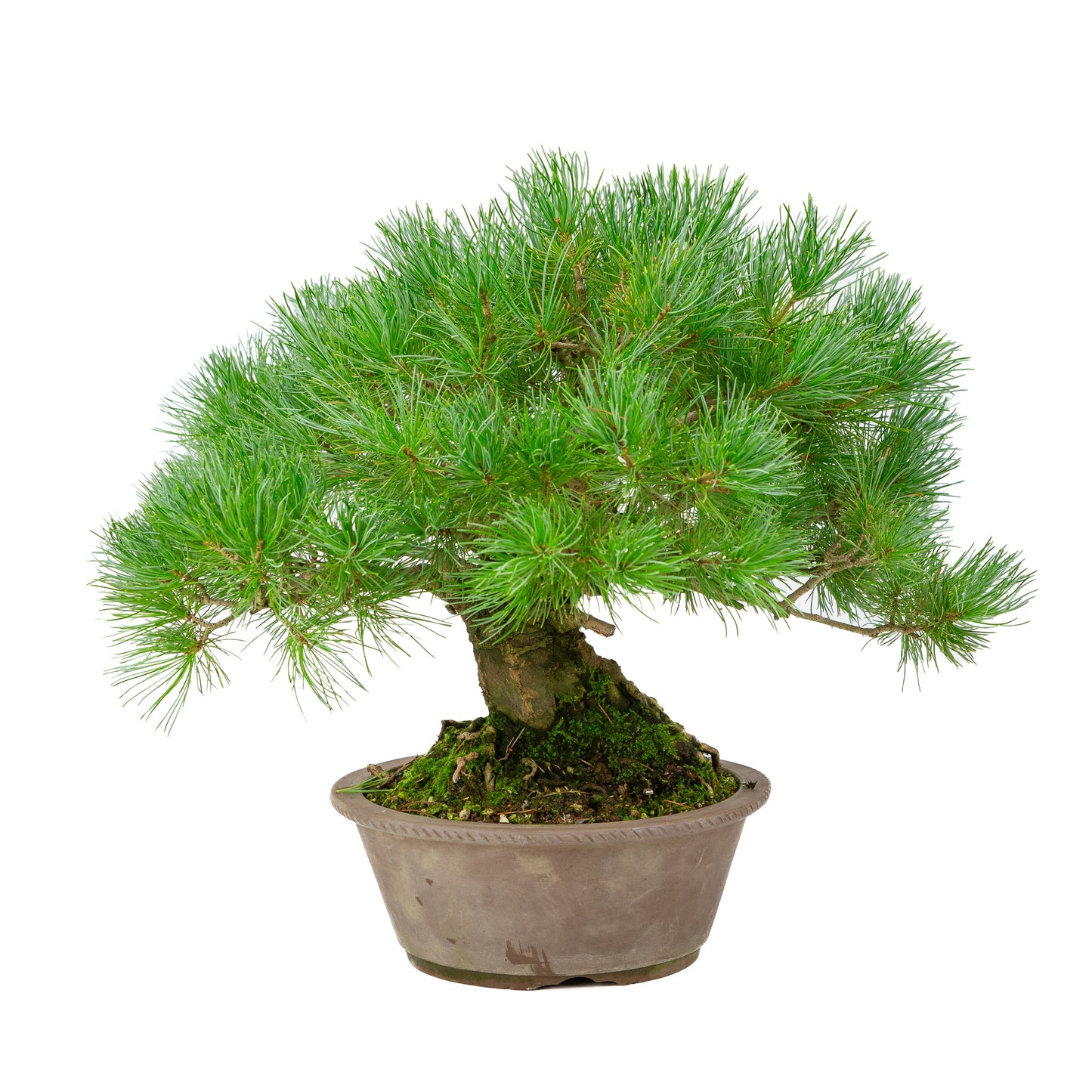 Pinus parviflora ongeglazuurde ronde pot 21cm, hoogte ~38cm