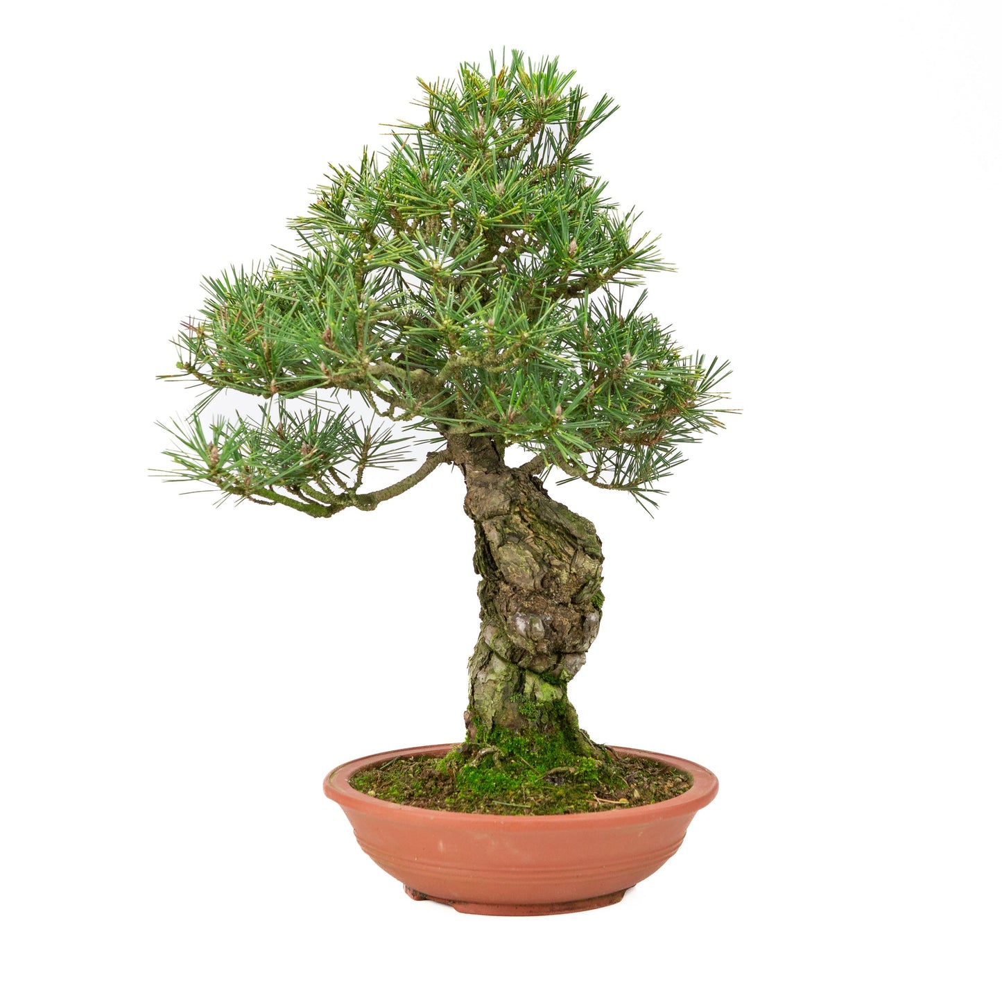 Pinus thunbergii ongeglazuurde pot 25m, hoogte ~52cm