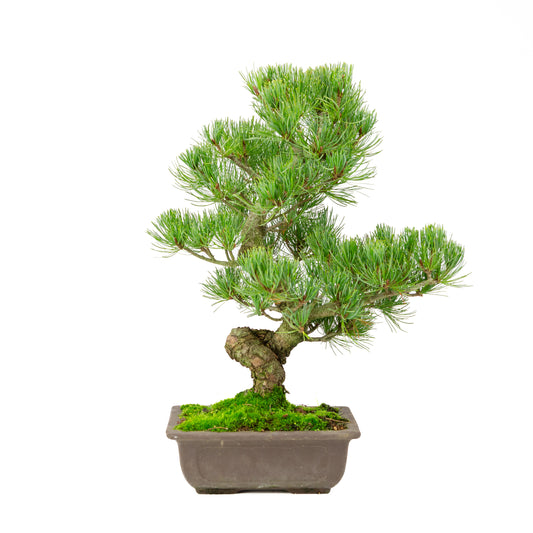 Pinus parviflora ongeglazuurde rechthoekige pot 20cm, hoogte ~44cm