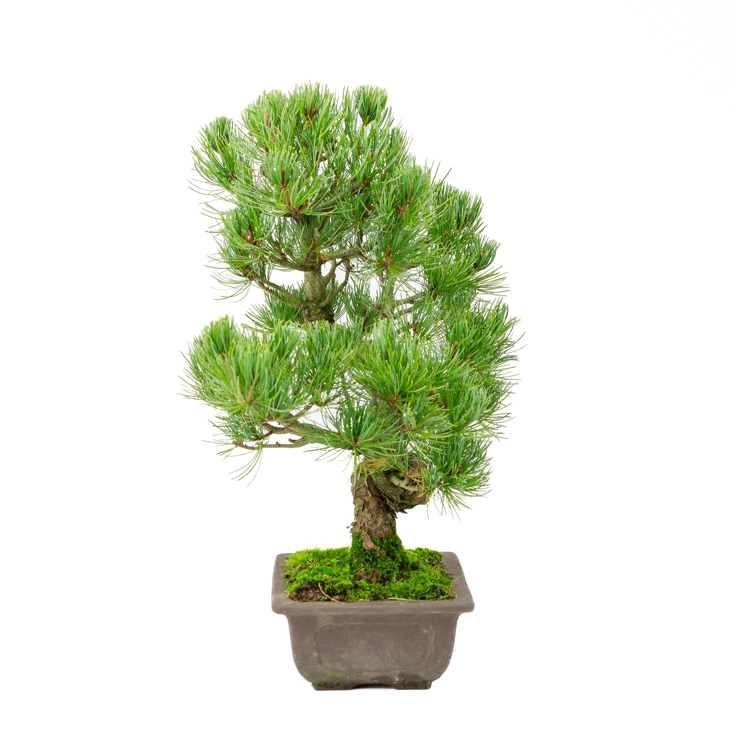 Pinus parviflora ongeglazuurde rechthoekige pot 20cm, hoogte ~44cm
