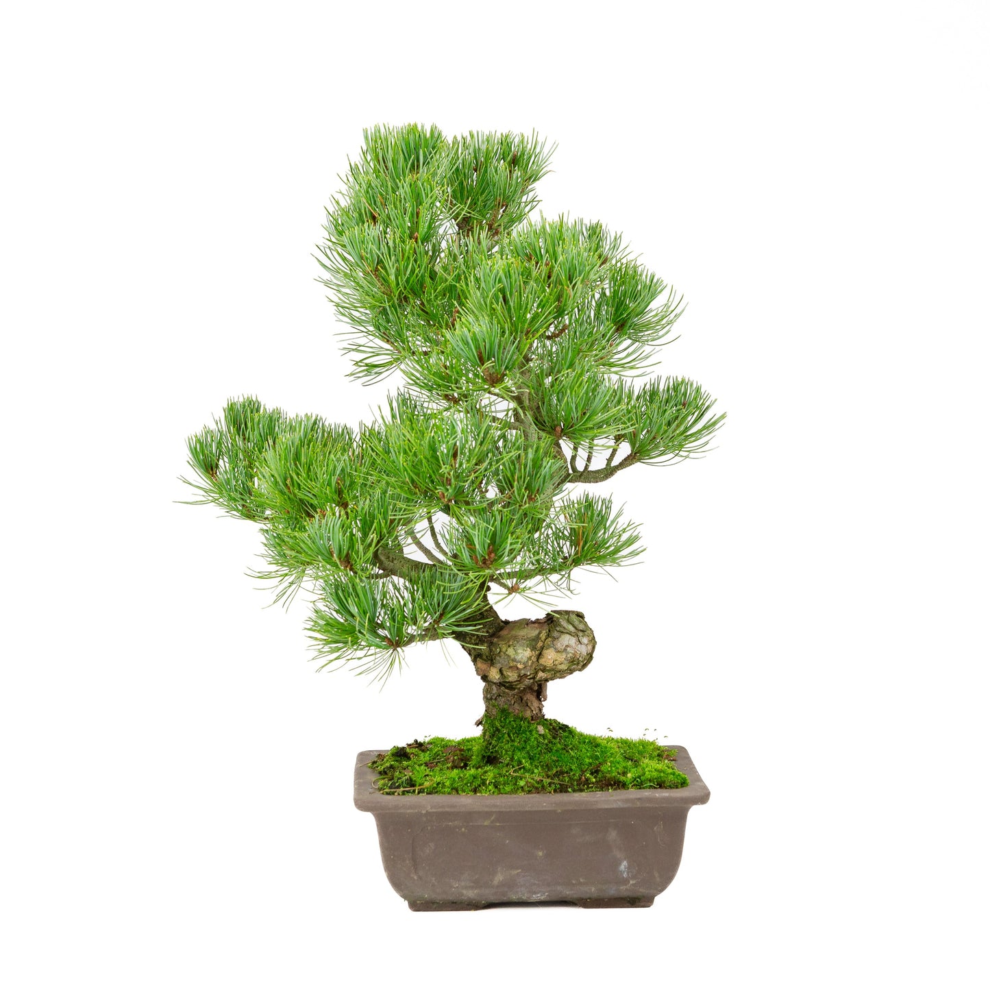 Pinus parviflora ongeglazuurde rechthoekige pot 20cm, hoogte ~44cm