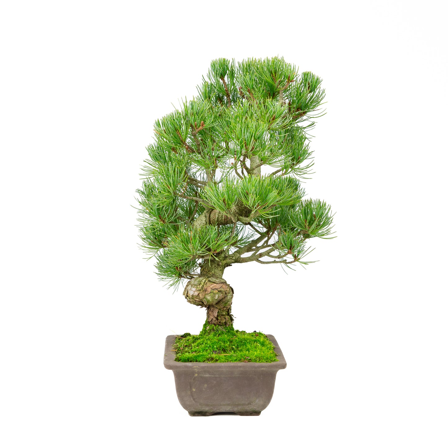 Pinus parviflora ongeglazuurde rechthoekige pot 20cm, hoogte ~44cm