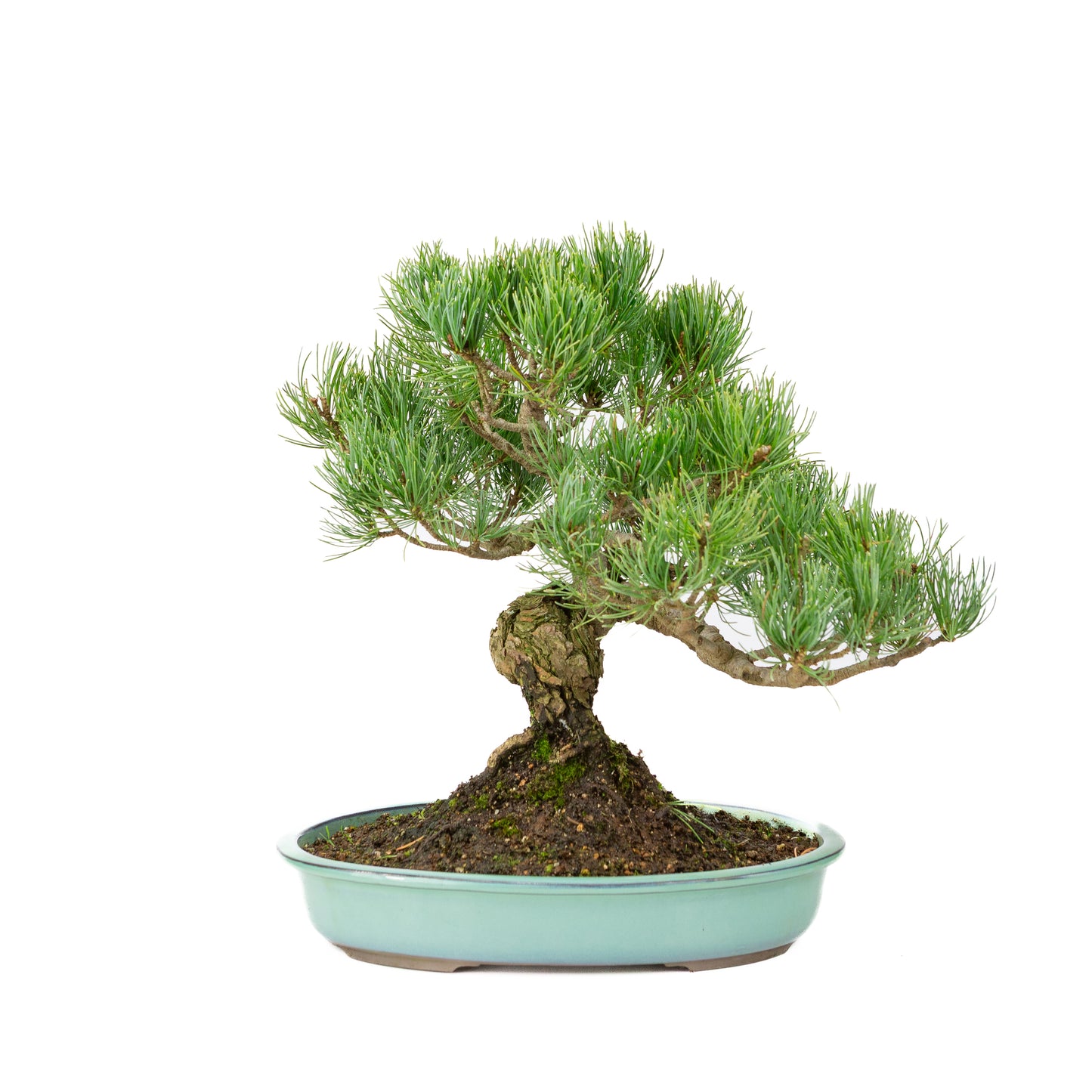 Pinus parviflora turquoise pot 28cm, hoogte ~35cm