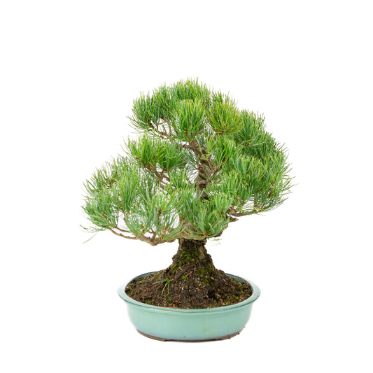 Pinus parviflora turquoise pot 28cm, hoogte ~35cm