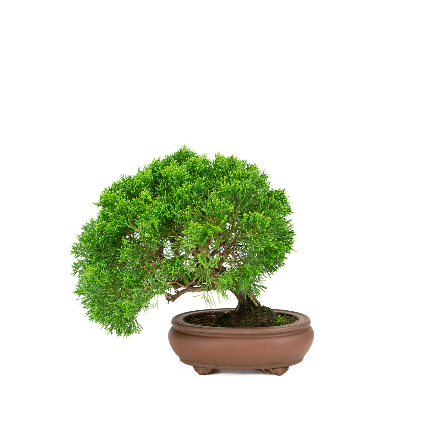 Juniperus chinensis ongeglazuurde pot 13cm, hoogte ~27cm