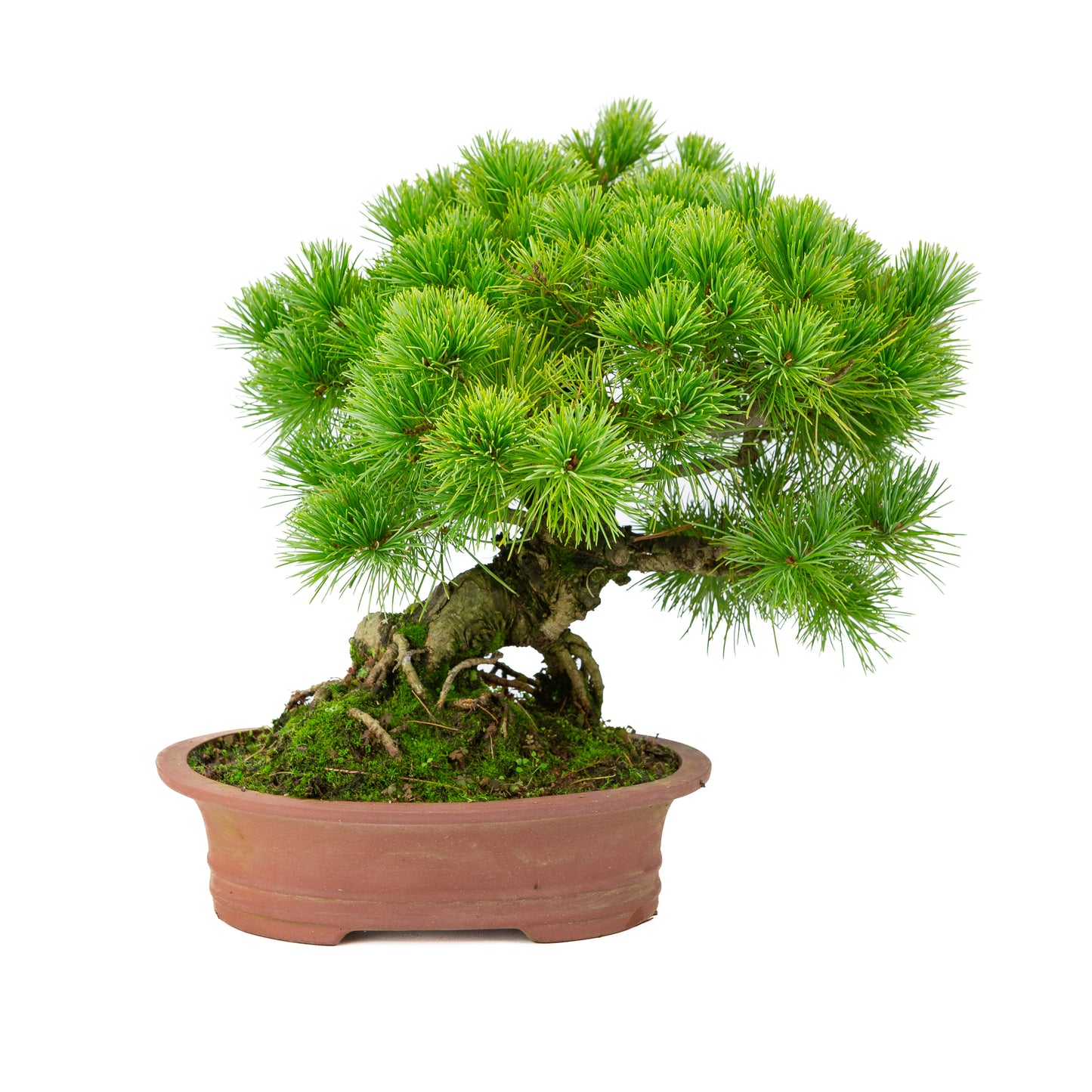 Pinus parviflora ongeglazuurde ovale pot 26cm, hoogte ~37cm