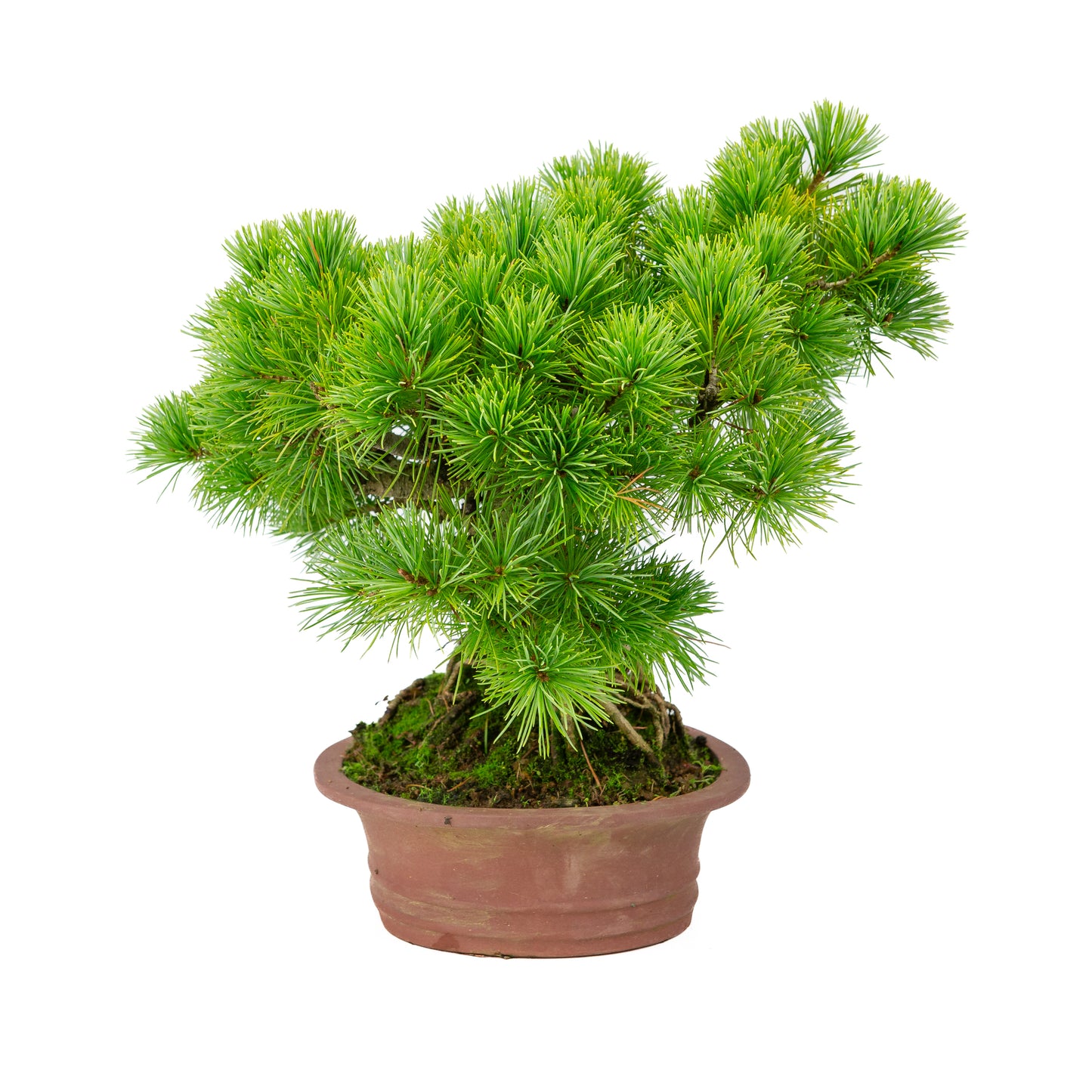 Pinus parviflora ongeglazuurde ovale pot 26cm, hoogte ~37cm