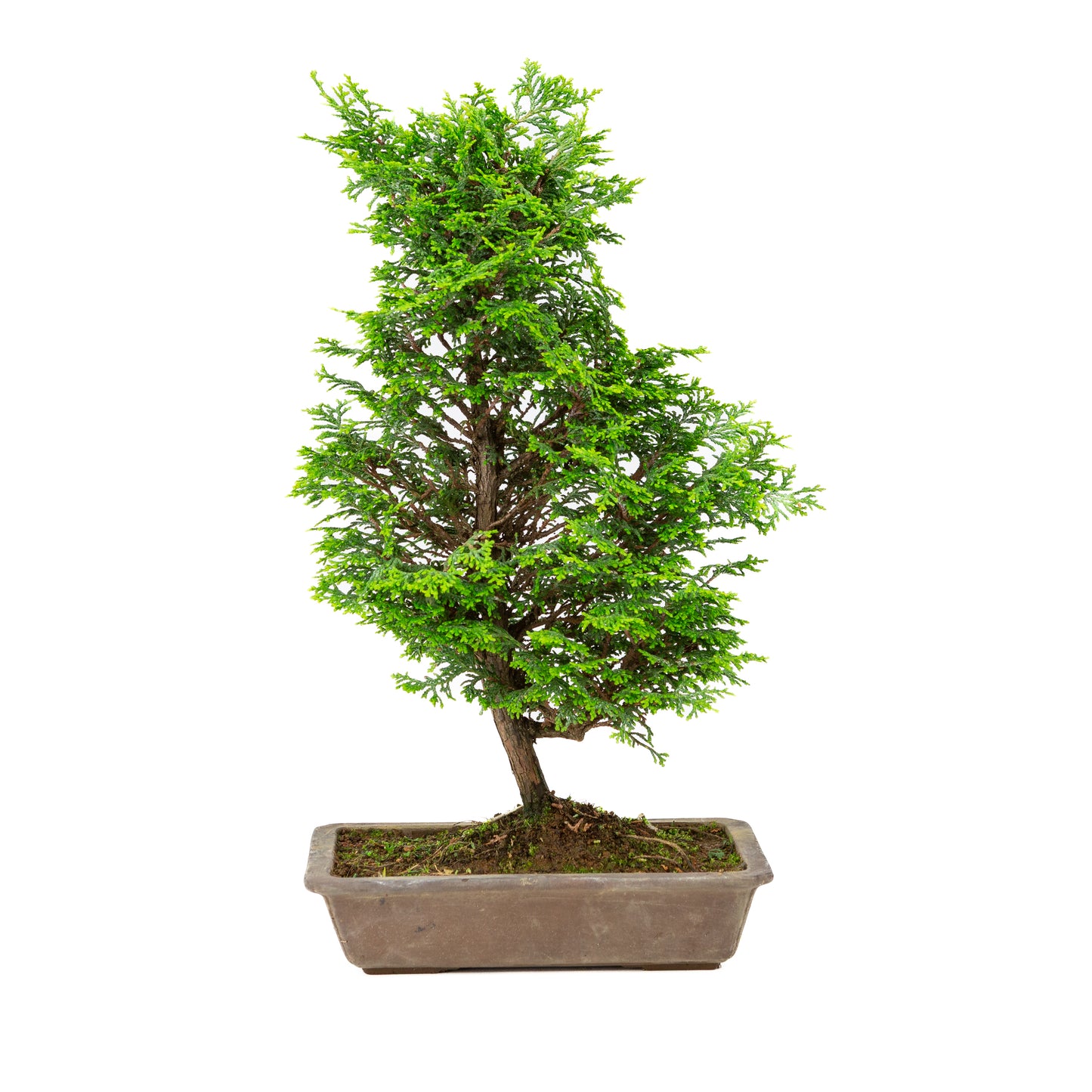 Chamaecyparis obtusa ongeglazuurde pot 27cm, hoogte ~43cm