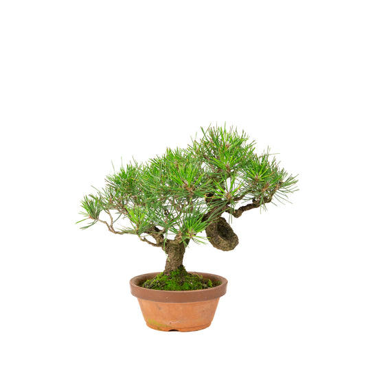 Pinus thunbergii terracotta pot 14cm, hoogte ~27cm