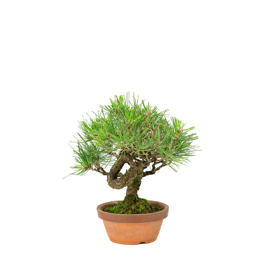 Pinus thunbergii terracotta pot 14cm, hoogte ~27cm
