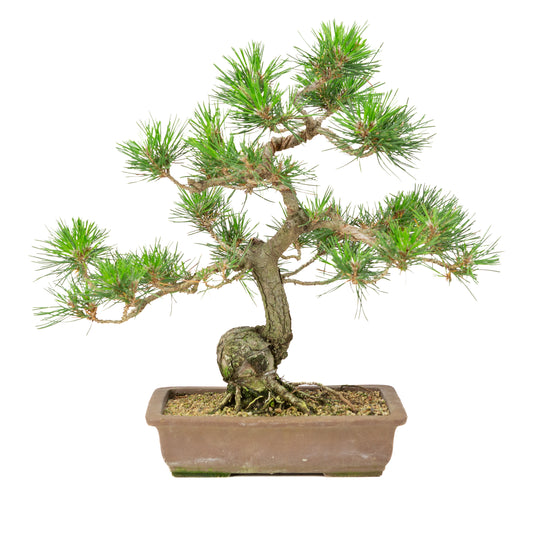 Pinus thunbergii ongeglazuurde pot 25cm, hoogte ~43cm