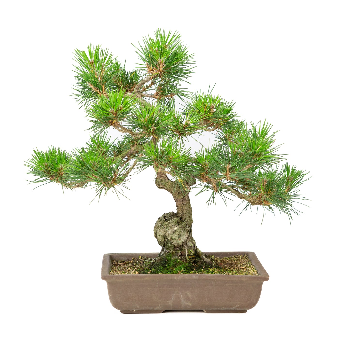 Pinus thunbergii ongeglazuurde pot 24cm, hoogte ~41cm