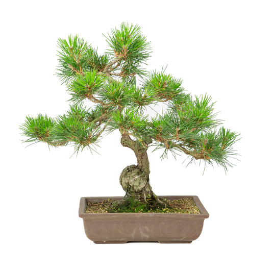 Pinus thunbergii ongeglazuurde pot 24cm, hoogte ~41cm